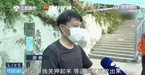 网红霸凌吃瓜男友视频,一场吃瓜群众的狂欢