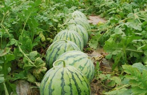 浏阳网红大瓜爆料视频最新,揭秘幕后真相，带你走进网络红人的世界