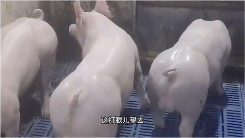 搞笑猪视频在线观看,猪你笑翻！搞笑猪视频在线狂欢盛宴